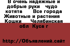 В очень надежные и добрые руки - чудо - котята!!! - Все города Животные и растения » Кошки   . Челябинская обл.,Куса г.